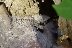 Tenuidactylus caspius