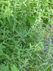 Teucrium scordium