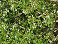Stenaria nigricans