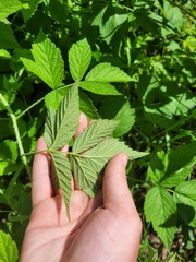 Rubus × idaeoides