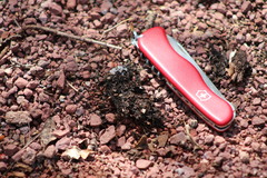 Punctelia bolliana