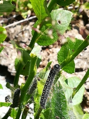 Eriogaster arbusculae