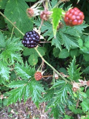 Rubus laciniatus