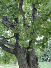 Acer saccharum