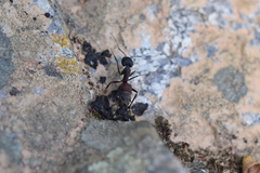 Camponotus cruentatus