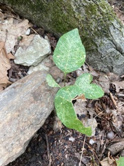 Fraxinus pennsylvanica