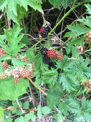 Rubus laciniatus