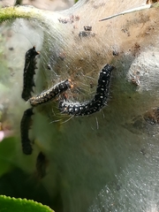 Eriogaster arbusculae