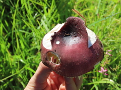 Russula capensis