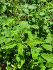 Rubus × idaeoides