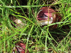 Russula capensis