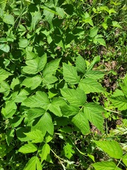 Rubus × idaeoides