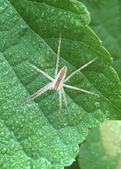 Pisaurina mira
