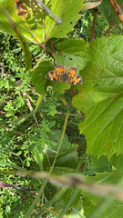 Phyciodes