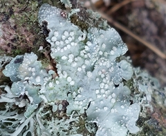 Punctelia subrudecta