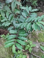 Strophanthus divaricatus