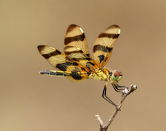 Celithemis eponina