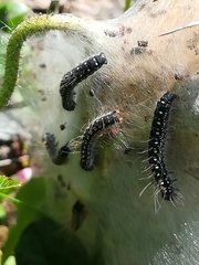 Eriogaster arbusculae