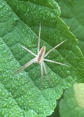 Pisaurina mira