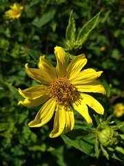 Helianthus tuberosus