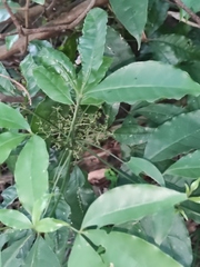 Melicope pteleifolia