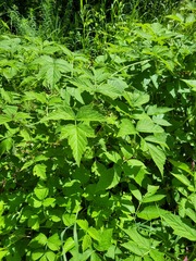 Rubus × idaeoides