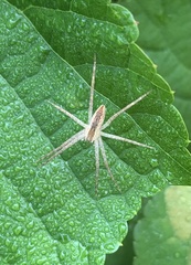 Pisaurina mira