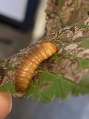 Monocesta coryli
