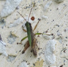 Dichromorpha viridis