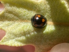 Exochomus quadripustulatus