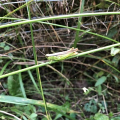 Mecostethus parapleurus