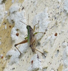 Dichromorpha viridis