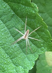 Pisaurina mira