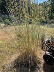 Thinopyrum obtusiflorum