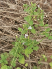 Clinopodium nepeta