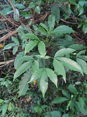 Melicope pteleifolia