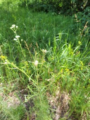 Centaurea pineticola