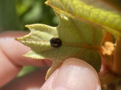 Exochomus quadripustulatus