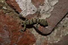 Tenuidactylus caspius