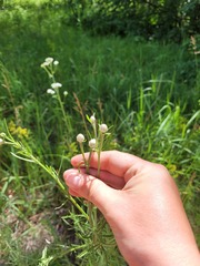 Centaurea pineticola