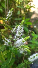Mentha suaveolens