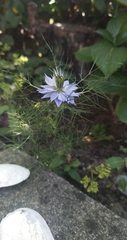 Nigella damascena