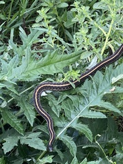 Thamnophis radix