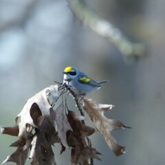 Vermivora chrysoptera