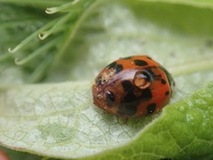 Hesperomyces harmoniae