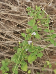 Clinopodium nepeta