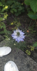 Nigella damascena