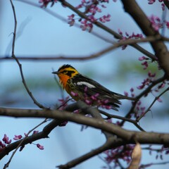 Setophaga fusca
