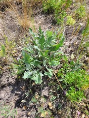 Psephellus marschallianus