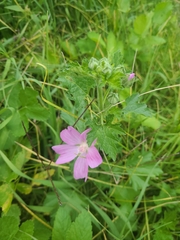 Malva moschata
